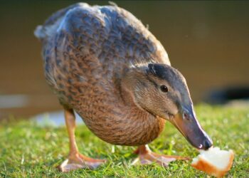 Is Duck Fat Really as Healthy as Everyone Says?