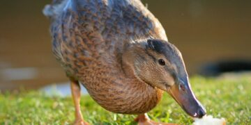 Is Duck Fat Really as Healthy as Everyone Says?