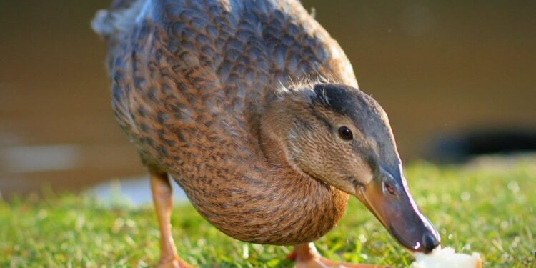 Is Duck Fat Really as Healthy as Everyone Says?